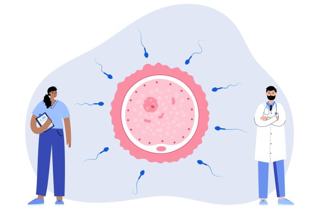 Human fertilization concept Insemination and fertilization concept. Doctors consultation in clinic or laboratory. Female and male egg cell icon. Human sexual reproductive system and pregnancy stage. IVF flat vector illustration.